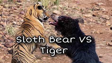 JIM CORBETT NATIONAL PARK Sloth Bear VS Tiger भल स बघ भ डरत ह