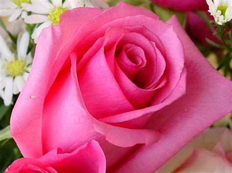 Most beautiful red rose pictures. Pink Rose Picture | Wallpup.com