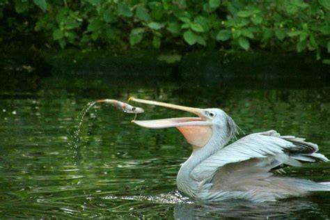 Learn More About The 30 Main Bird Groups In The World