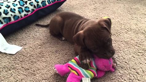 Red Nose Pitbull Puppy 6 Weeks