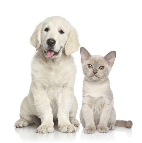 Dog And Cat Pictures Together