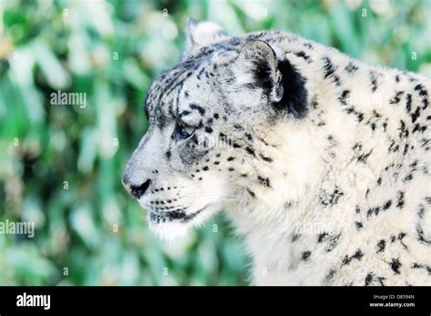 Closeup Profile Snow Leopard Face Hi Res Stock Photography And Images