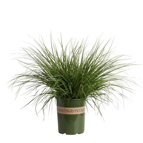 Maybe you would like to learn more about one of these? Shop Monrovia 3.58 Gallon Ivory Feathers Dwarf Pampas Gras ...