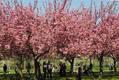 Cherry Blossoms At The Brooklyn Botanic Garden Noted In Nyc