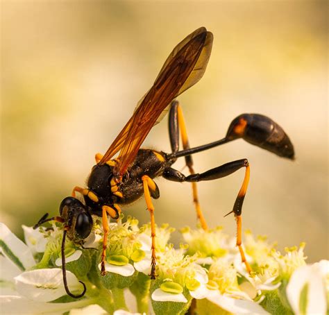 David H M Gray Photography Black And Yellow Mud Dauber Wasp