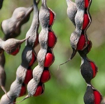 These cactus seeds add a decorative element to your space and give that natural look to your living spaces. Sophora secundiflora Texas Mountain Laurel - Smart Seeds ...
