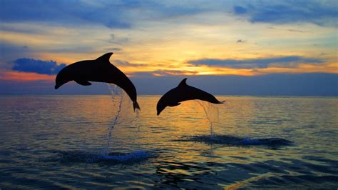 Dolphin Beach Wallpapers Top Free Dolphin Beach Backgrounds