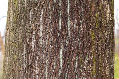 Bark Of Tulip Tree Stock Photo Image Of Cracked Surface 87785534
