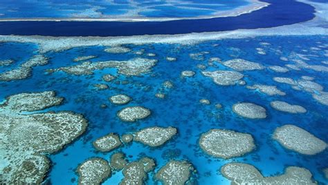 La Gran Barrera De Coral Australiana Sufre Un Nuevo Blanqueo Masivo