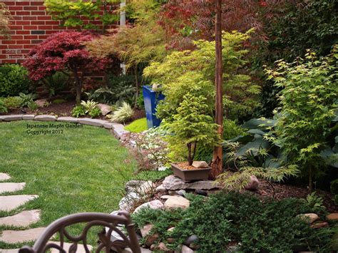 Brighter Lighter Red And Quite Dwarf Japanese Maple Tree Landscape
