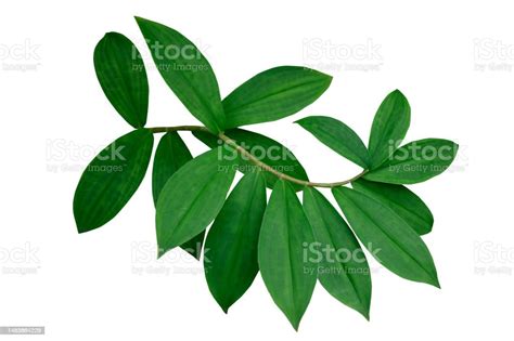 Green Leafy Plant Branches Of Leaves Isolated On White Background Stock