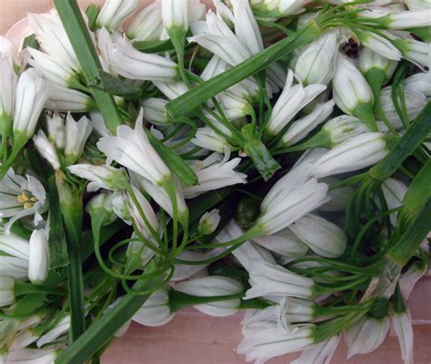 Other Products Australia Edible Flowers Wild Garlic Flower Theodore