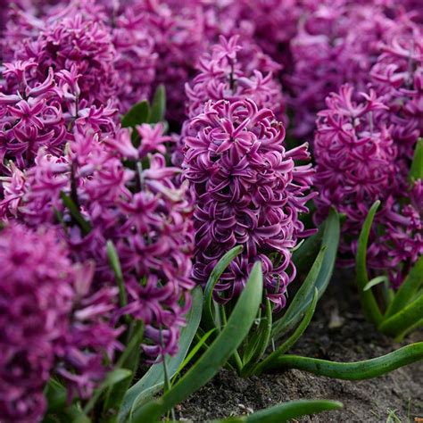 Van Zyverden Purple Sensation Hyacinths Bulbs Set Of 10 87055 The