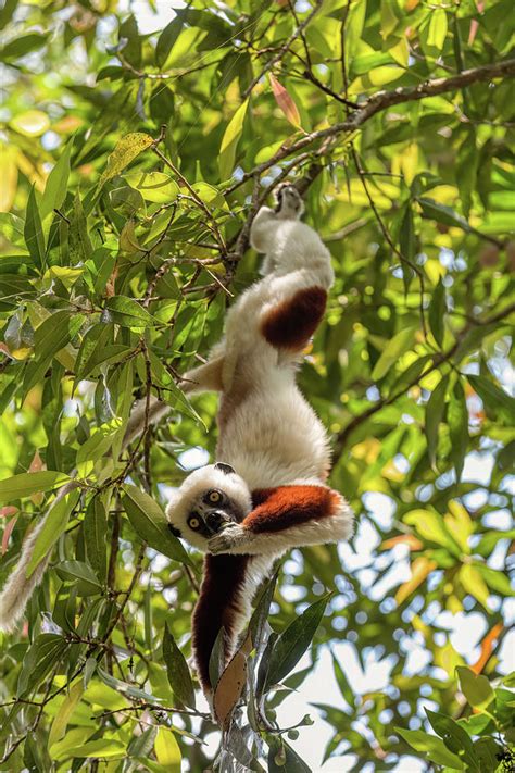 Coquerels Sifaka Lemur Propithecus Coquereli Madagascar Wildlife