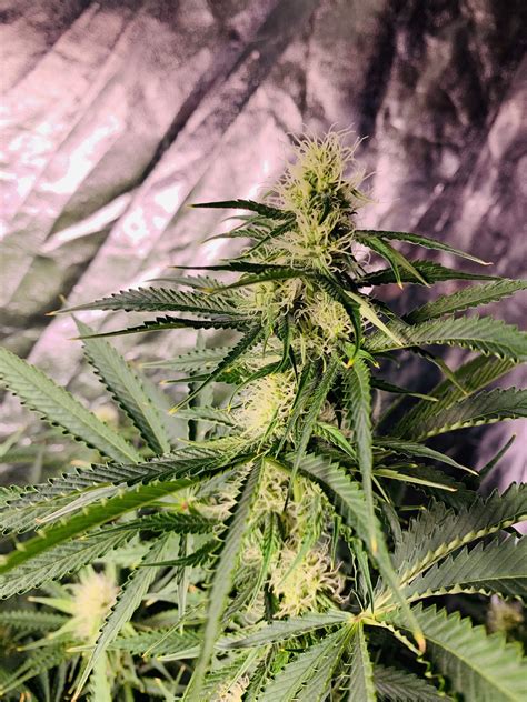 Buds Other Other Harvest Drying Plant Other Grow Question By