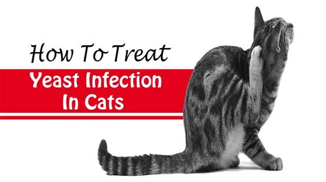 How To Treat Yeast Infection In Cats Home Remedies For Yeast