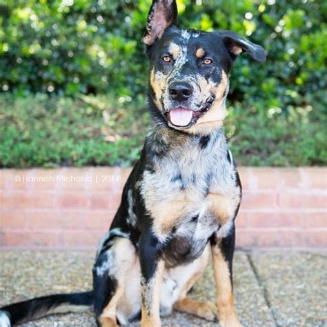 Catahoulagsd Mix Dog Images Catahoula Leopard Dog Beautiful Dogs