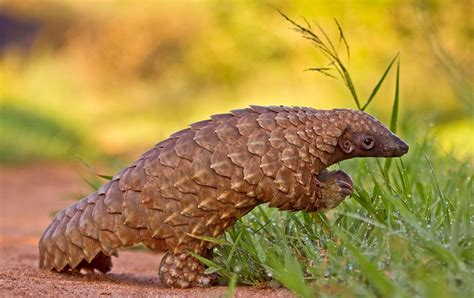 Browse 451 pangolin scales stock photos and images available, or start a new search to explore more stock photos and images. Biggest Bust Ever: Chinese Officials Seize Three Tons of ...