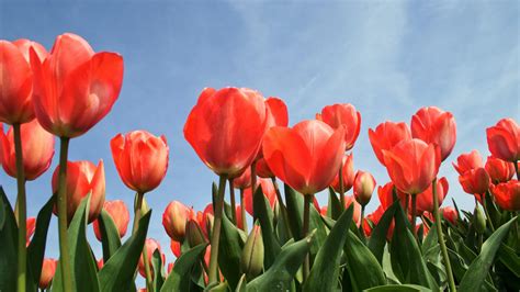 What Is The Meaning Of Tulips Symbolism Behind Coloured Tulip Flowers