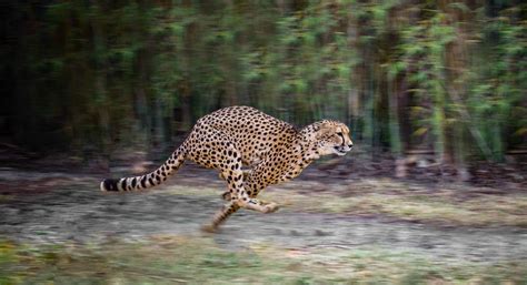 Fastest Animal In The World A Race Of 30 Animals