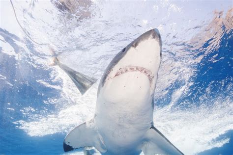 Shark Tracker Goes ‘crazy Monitoring Great Whites On East Coast Dailyone