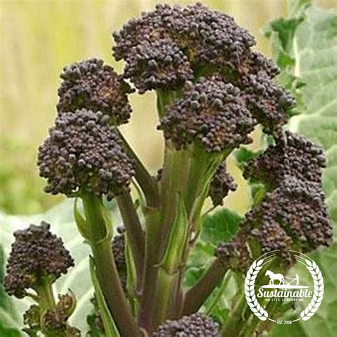 Early Purple Sprouting Broccoli Heirloom Vegetable Seeds