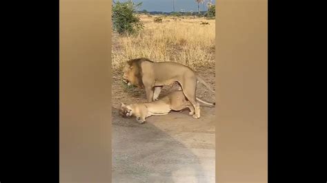 Wildlife Nature Africa Lions Preserve Environment YouTube