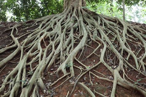 Tree Roots Wallpaper