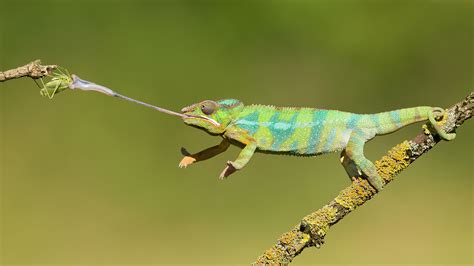 chameleon hunting  insects animals  long tongues