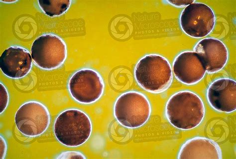 Artemia Salina Artemia Salina Eggs Development Of Artemia Salina Arthropods Development