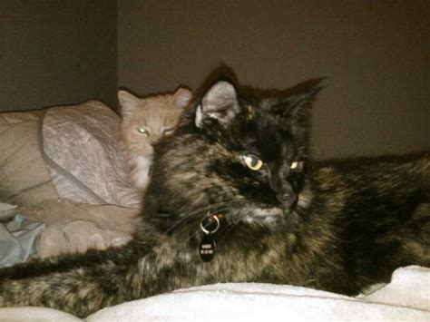 Lost Cat Domestic Medium Hair In Milford Ct Lost My Kitty