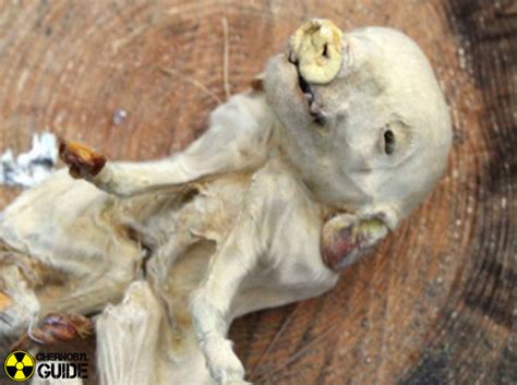 Thousands of animals were slaughtered in the area around chernobyl as it was being evacuated. Chernobyl animal mutations - pictures and facts about ...