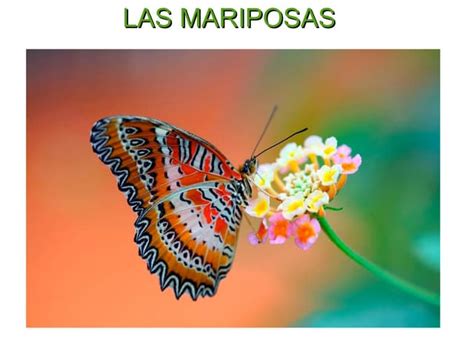 Las Mariposas Powerpoint Ppt