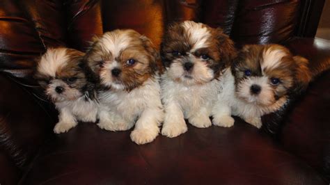 Adorable Shih Tzu Puppies For Sale Birmingham West