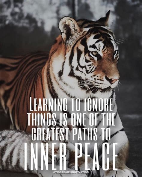 Tiger Motivational Quotes 🐅 On Instagram Double Tap And Comment If You