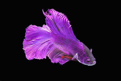 Purple Betta Fish Care Guide Pictures Varieties And Lifespan Hepper