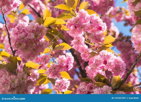 Pink Sakura Flowers On Spring Cherrys Twigs Stock Image Image Of