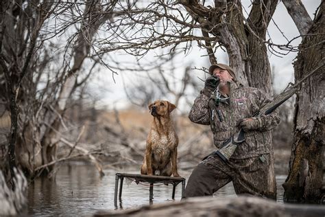 Best Duck Hunting Dogs Outdoor Life