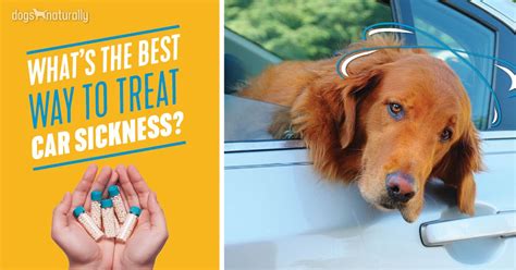 Dog Car Sickness 4 Natural Remedies