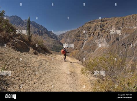 Trekking Into The Immense Colca Canyon Cabanaconde Peru Stock Photo