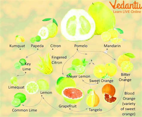 Citrus Fruits Names List Learn With Examples For Kids