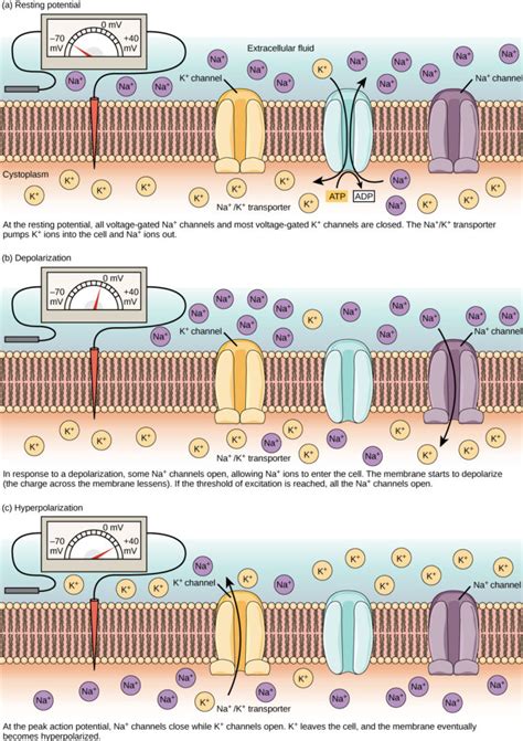 Different types of transmembrane potentials. Resting Membrane Potential | Biology for Majors II