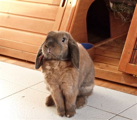 The French Lop Rabbit Home And Roost