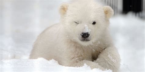 Cute Kali Orphaned Polar Bear Cub Prepares For Move