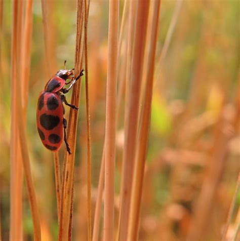 Flickrpdzpcac Pink Spotted Lady Beetle Coleomegilla Maculata Pink Spotted Lady
