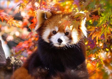 Animal Red Panda Hd Wallpaper