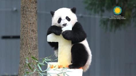 Video The Smithsonians National Zoo Sends Off Bao Bao The Panda Abc News