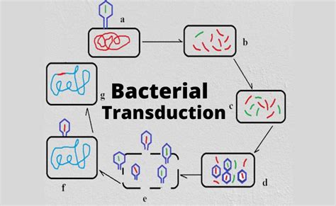 What Is Transduction In Bacteria Mechanism And Types