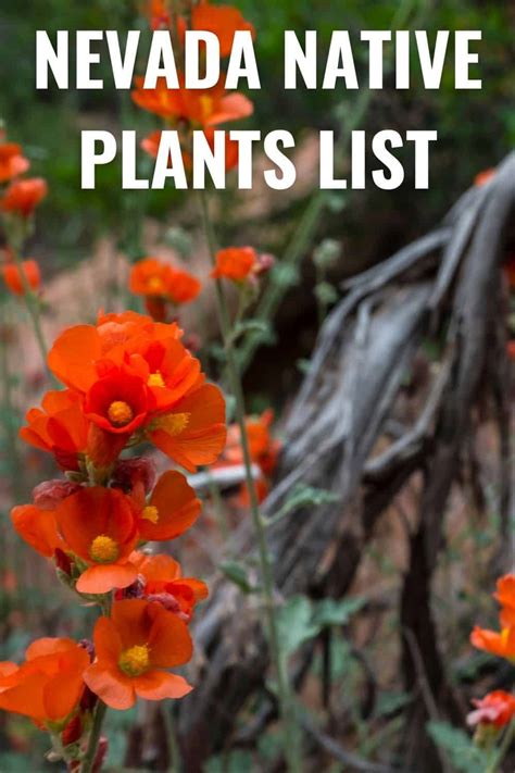 Flowers That Grow In Reno Nevada Best Flower Site
