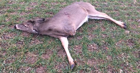 Mystery Of The 3 Legged Deer Solved Man Charged With Killing Doe